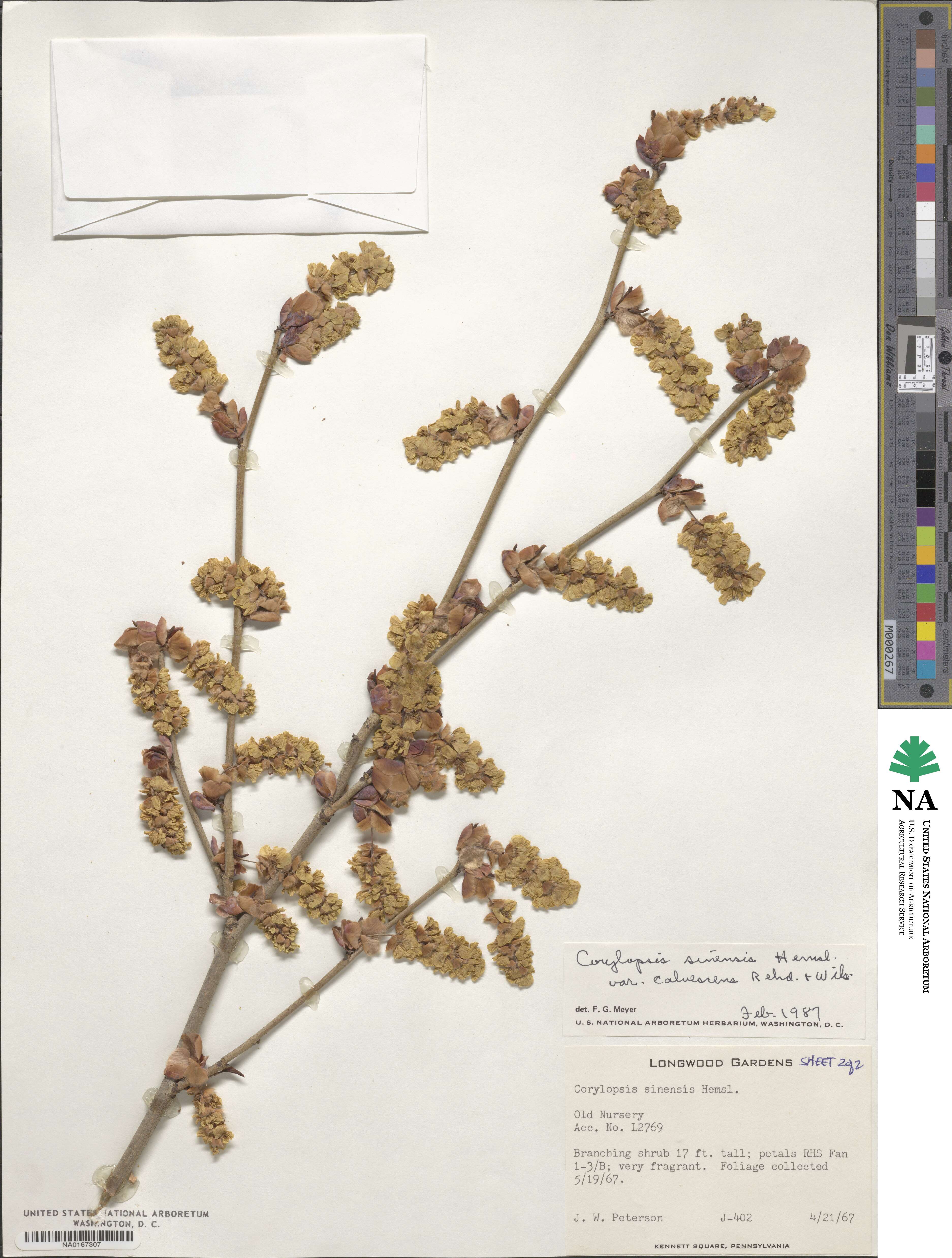 Corylopsis sinensis var. calvescens image