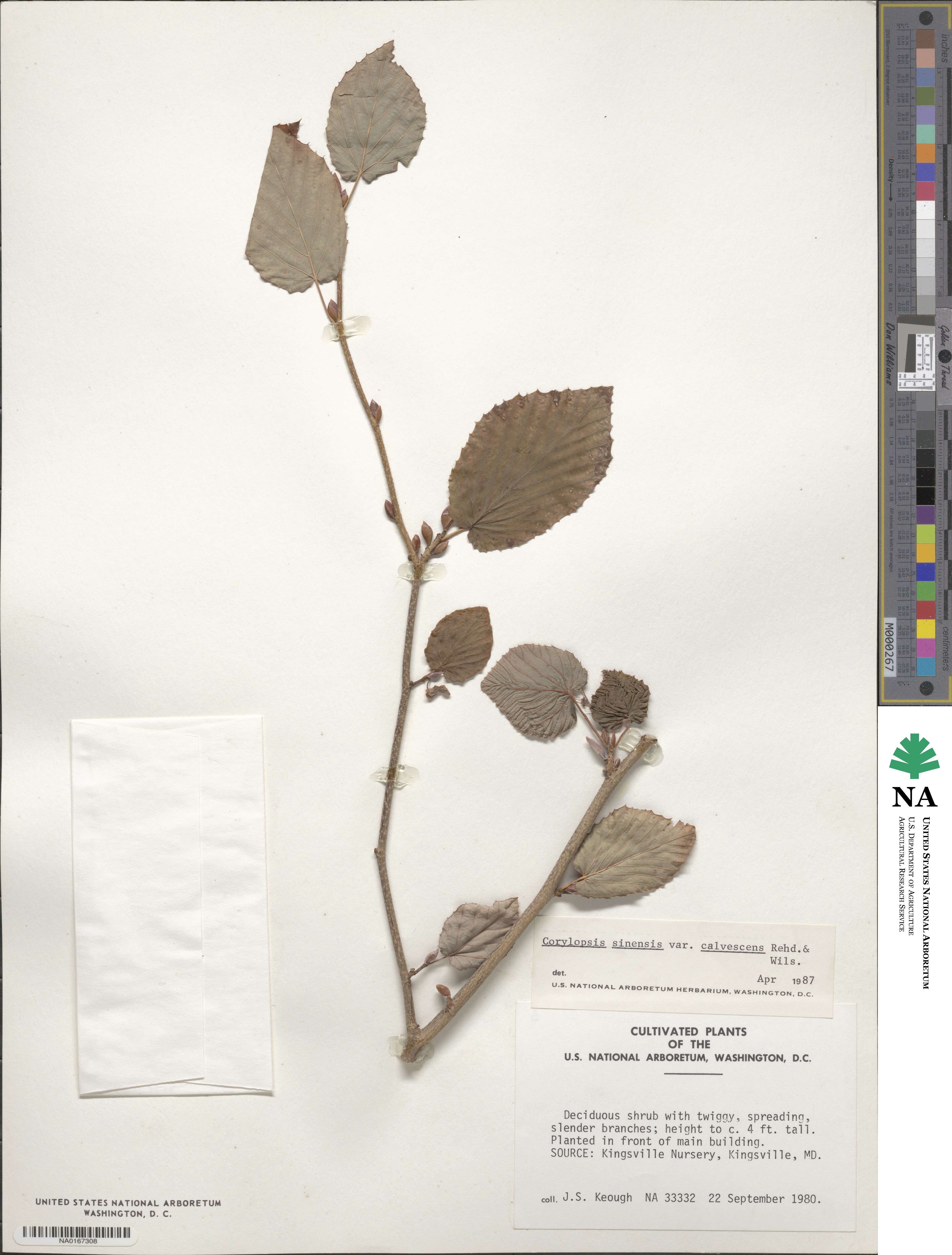 Corylopsis sinensis var. calvescens image