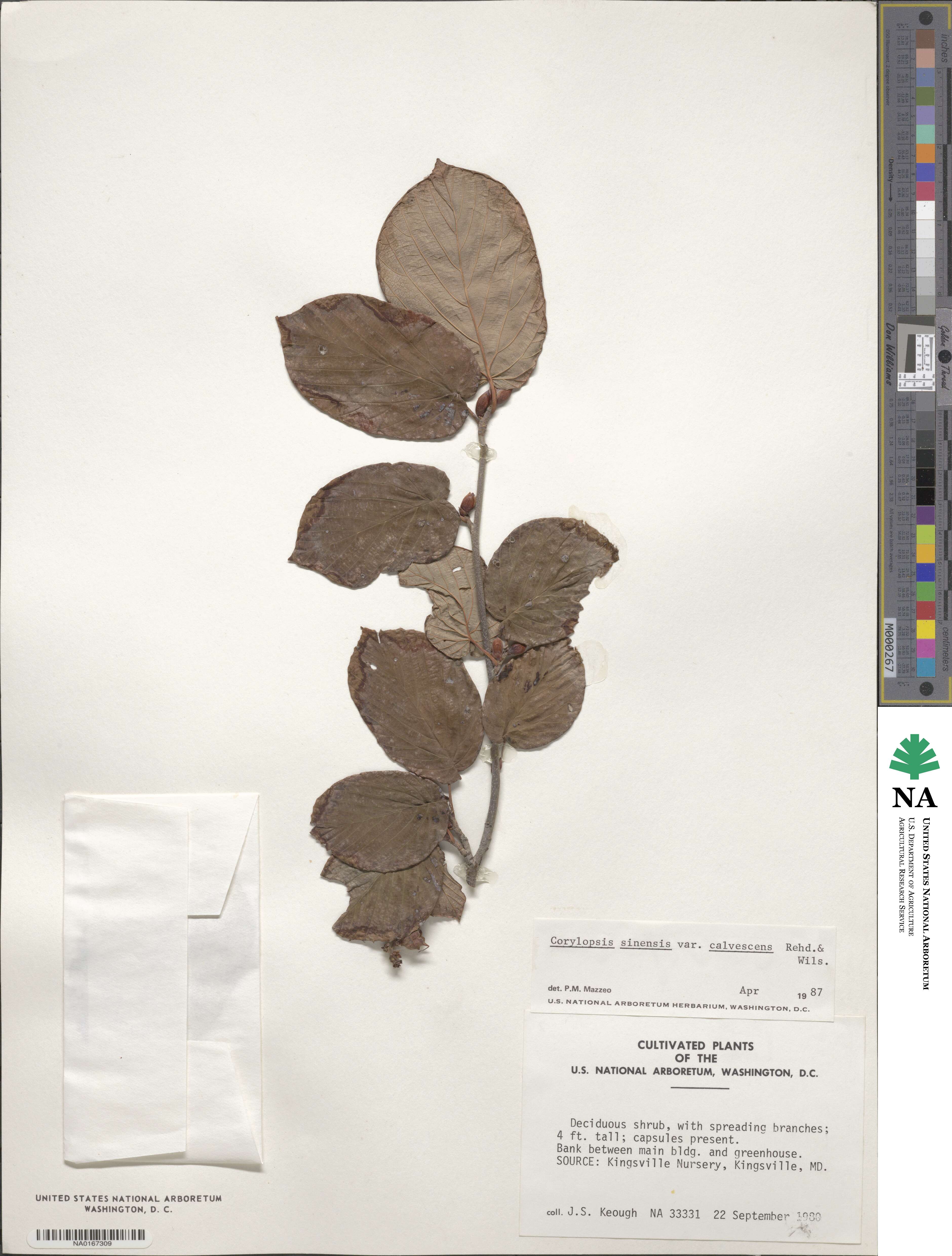 Corylopsis sinensis var. calvescens image