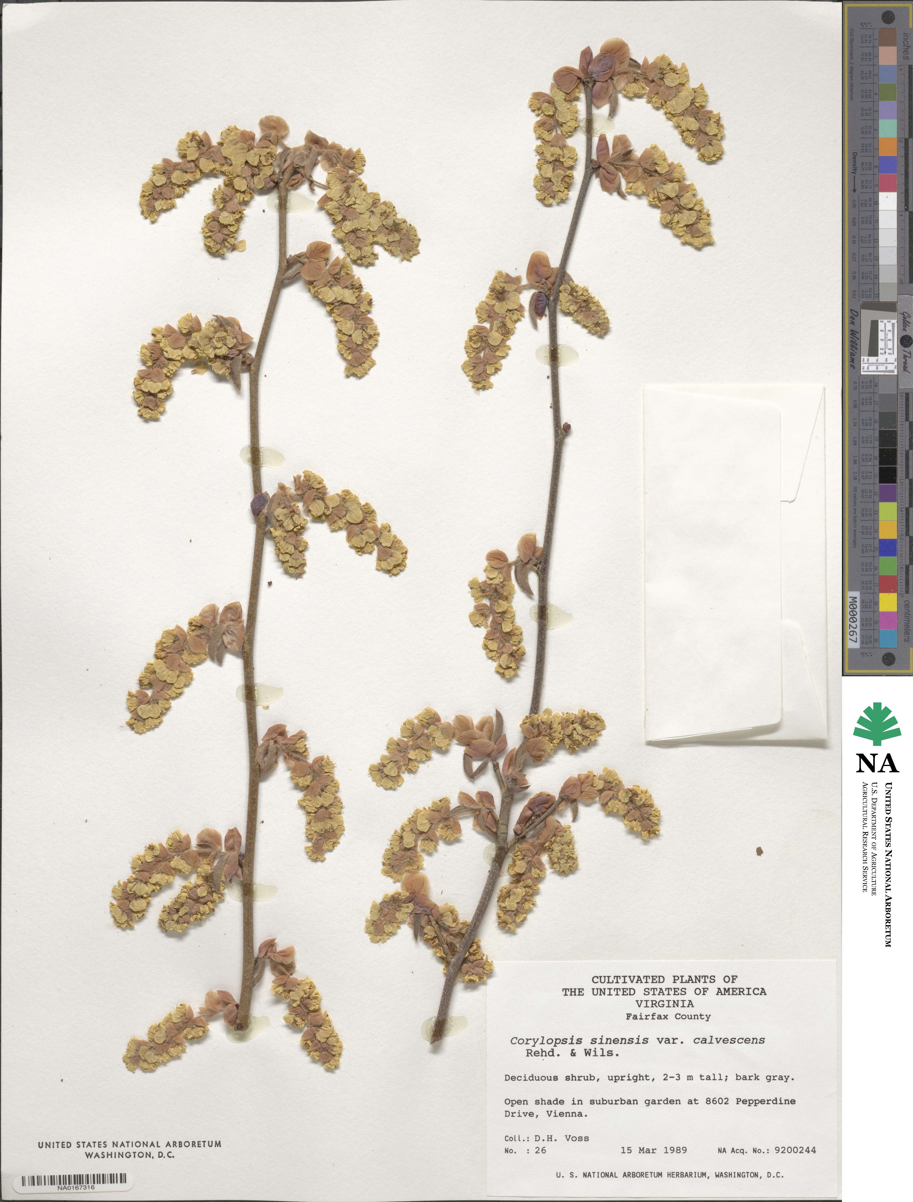 Corylopsis sinensis image