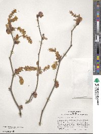 Corylopsis spicata image