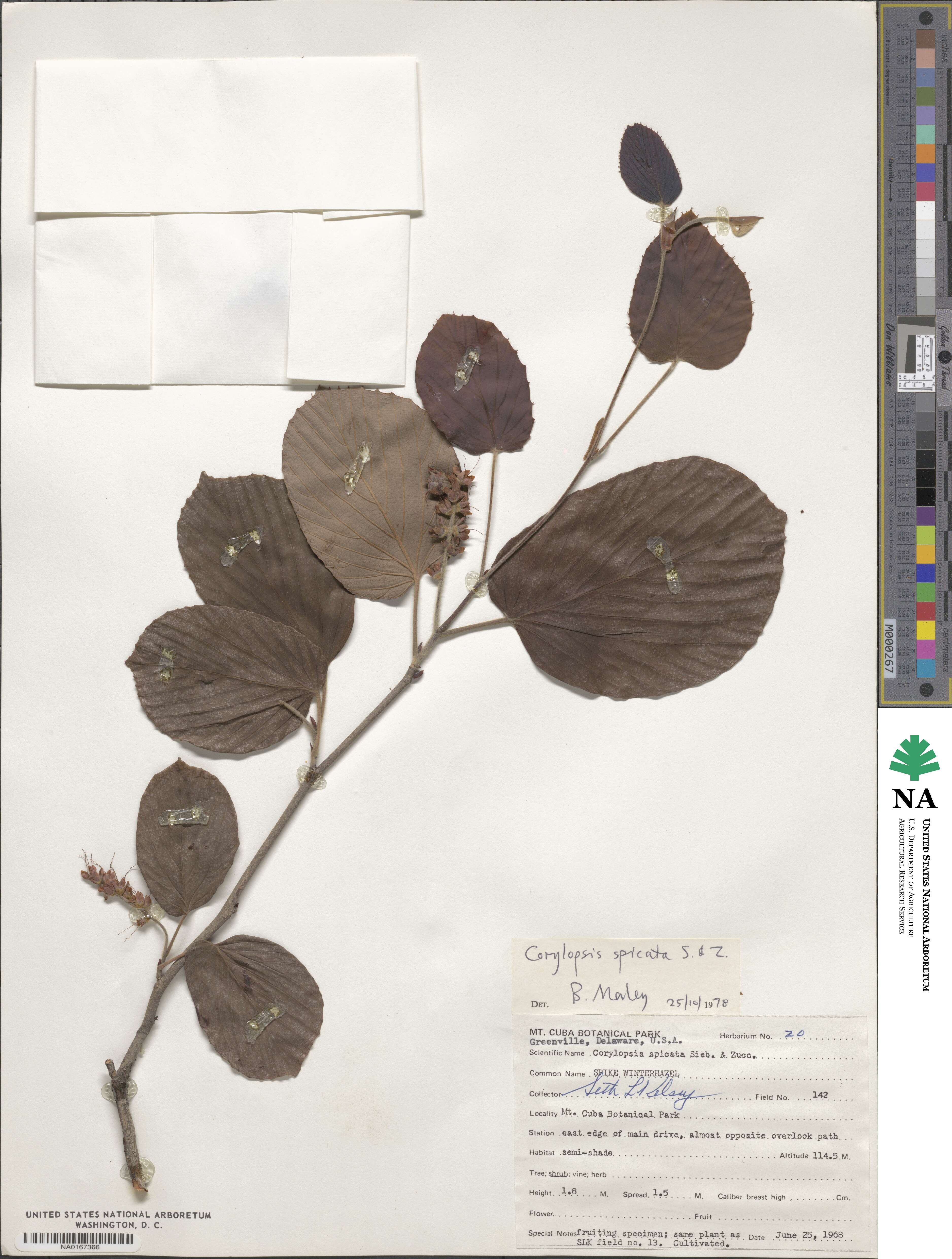 Corylopsis spicata image