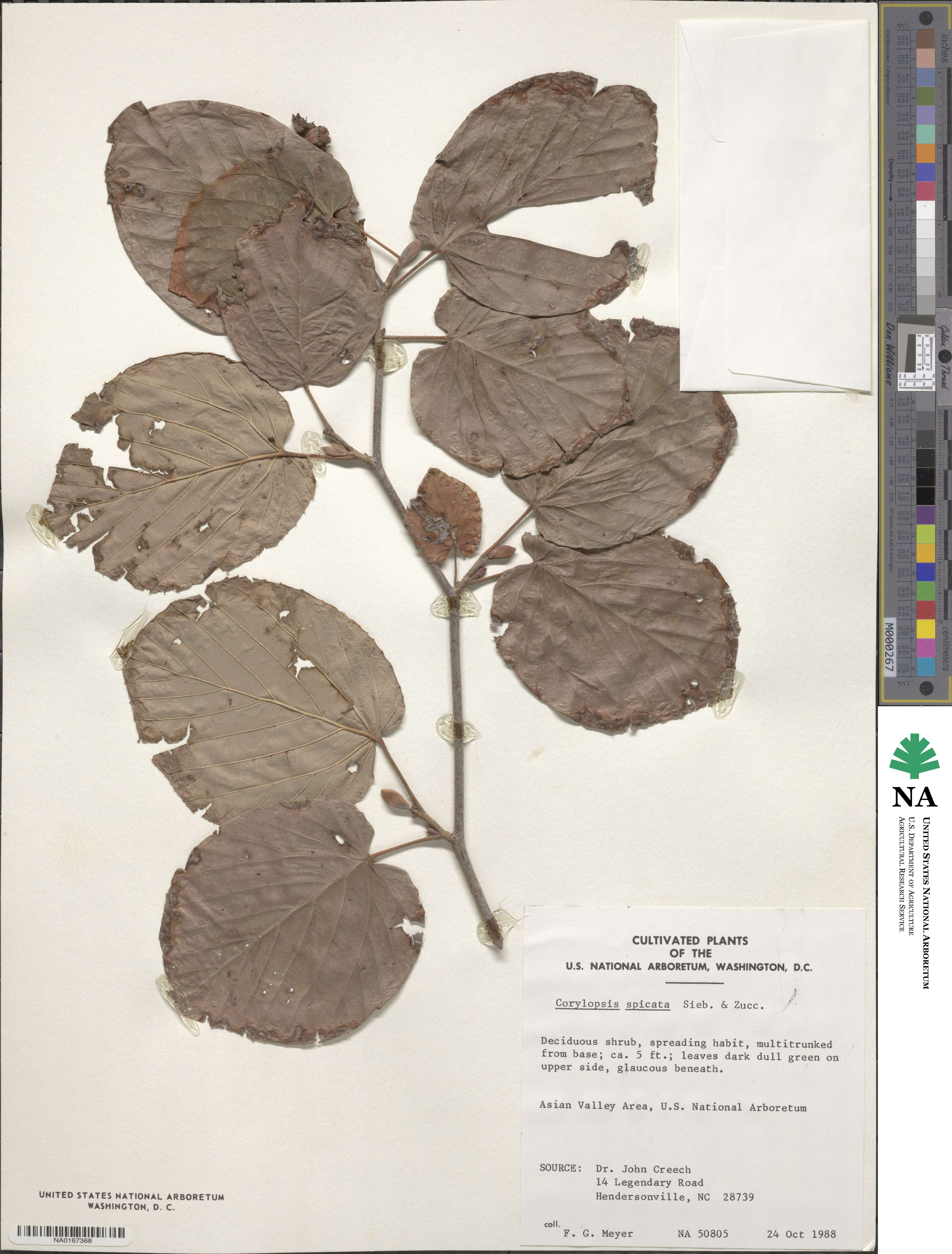 Corylopsis spicata image