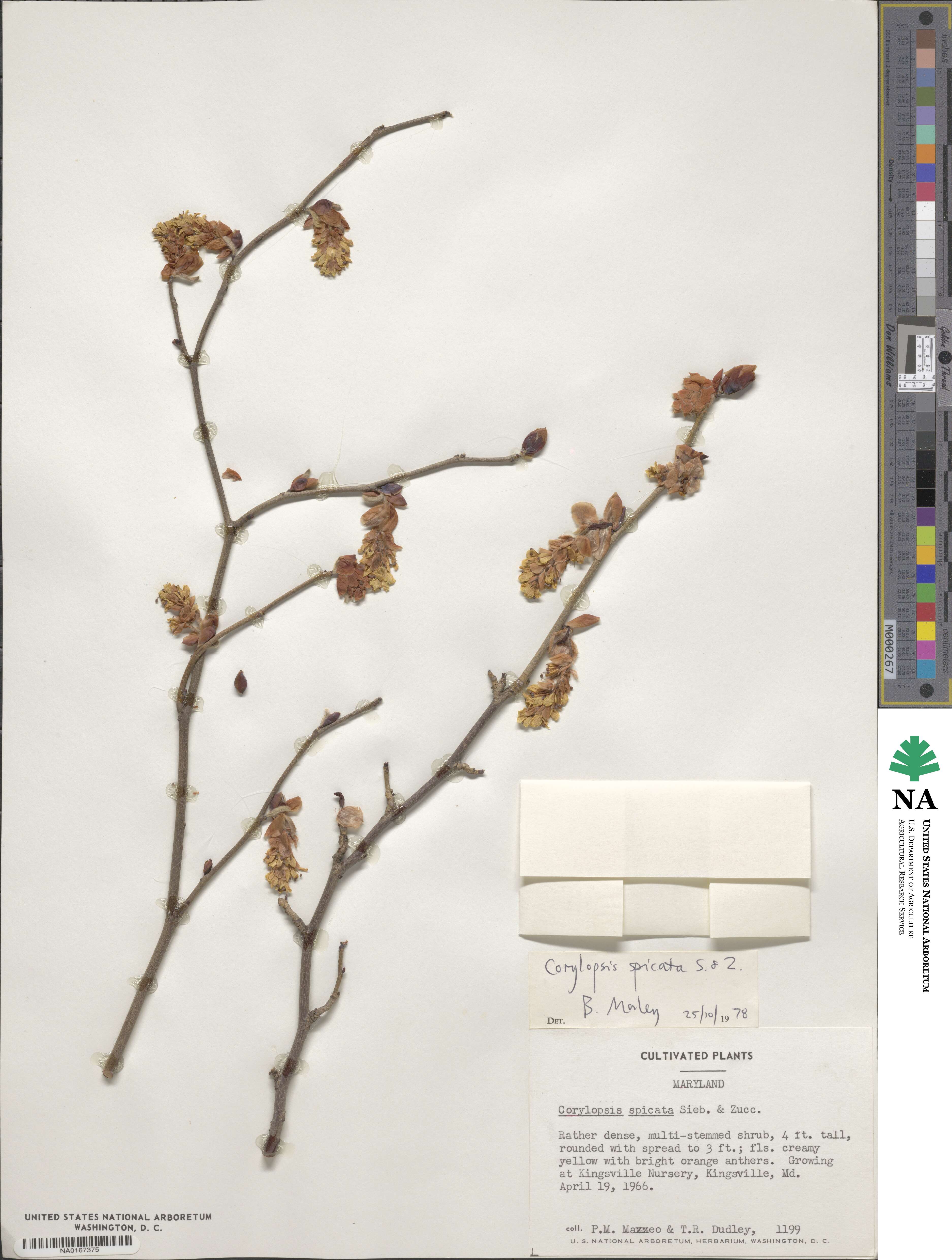 Corylopsis spicata image