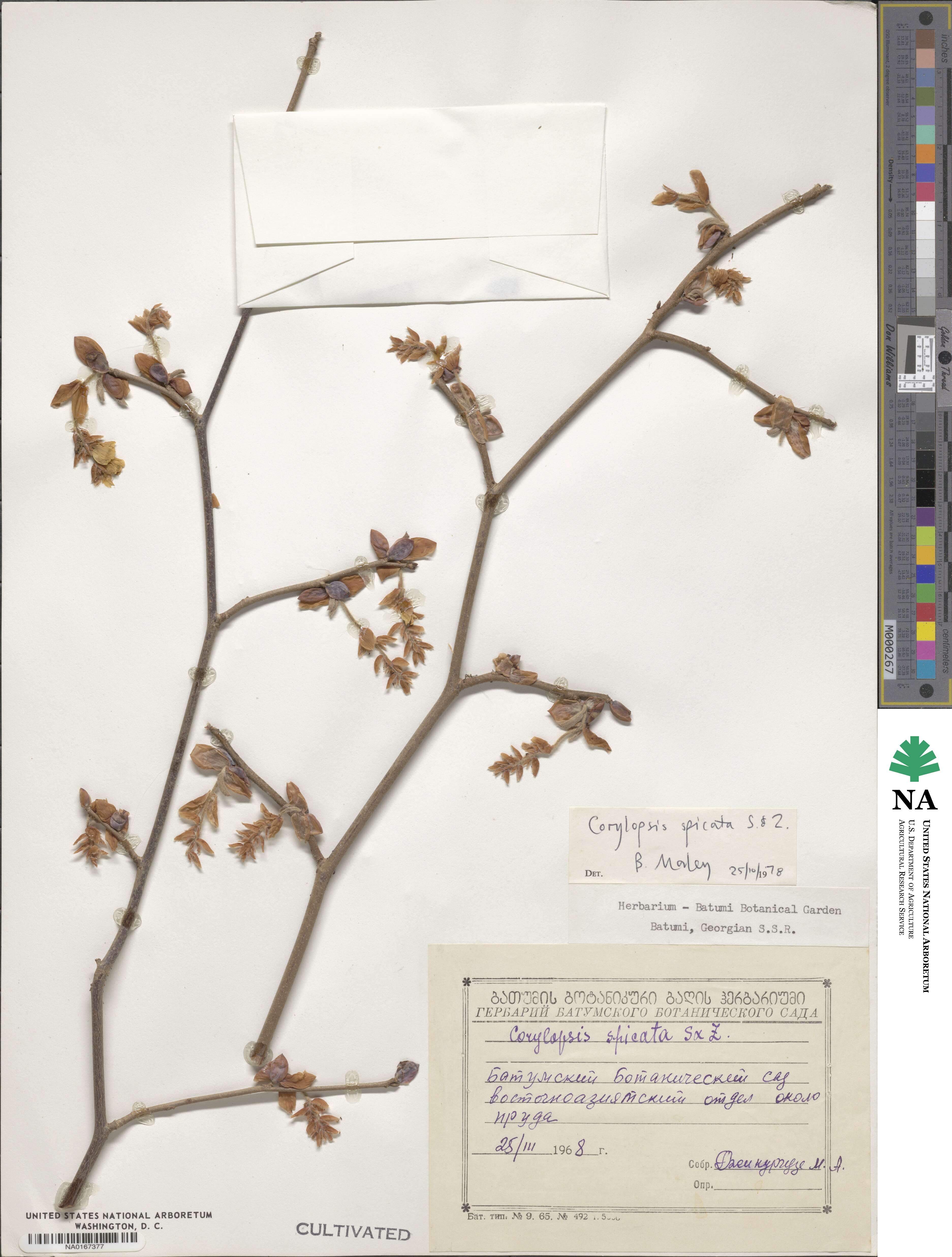 Corylopsis spicata image
