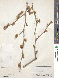 Corylopsis willmottiae image