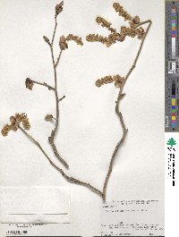 Corylopsis willmottiae image