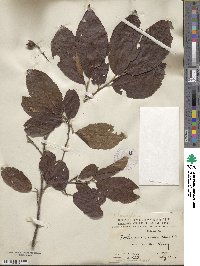 Fortunearia sinensis image