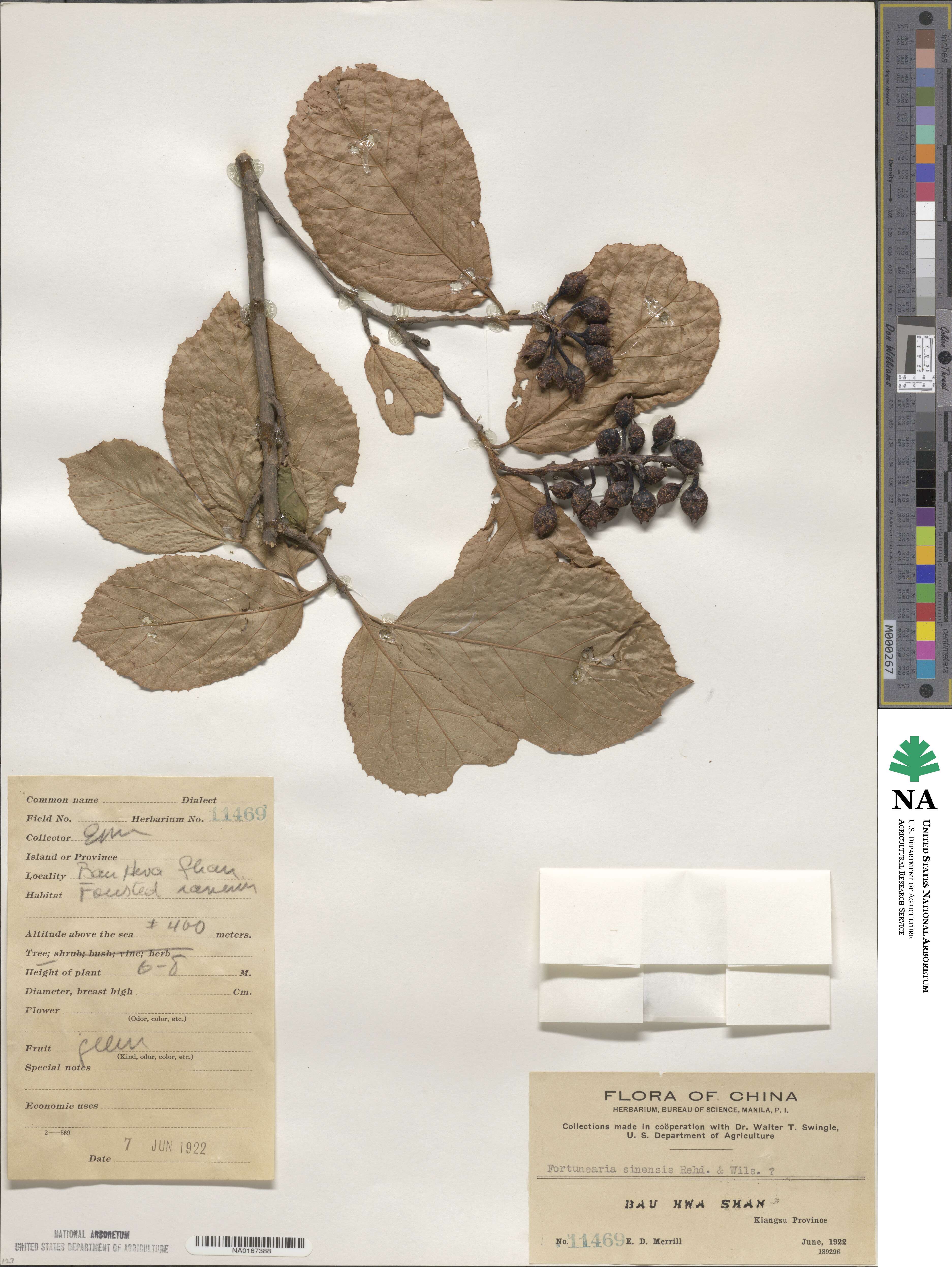 Fortunearia sinensis image