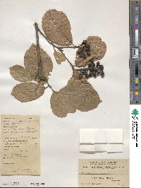 Fortunearia sinensis image