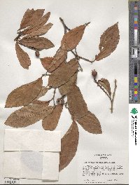 Fortunearia sinensis image