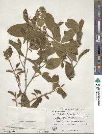 Fortunearia sinensis image