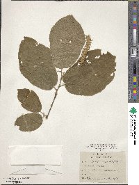 Sinowilsonia henryi image