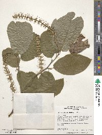 Sinowilsonia henryi image