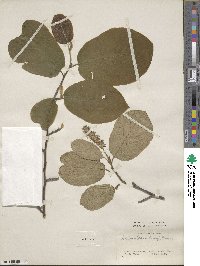 Sinowilsonia henryi image