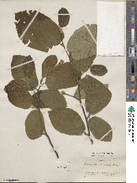 Sinowilsonia henryi image