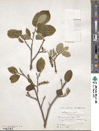 Sinowilsonia henryi image