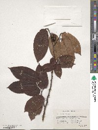 Image of Loropetalum subcordatum