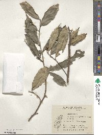 Eustigma oblongifolium image