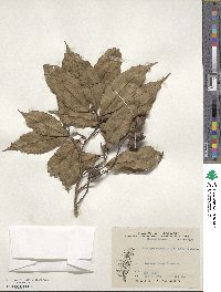 Eustigma oblongifolium image