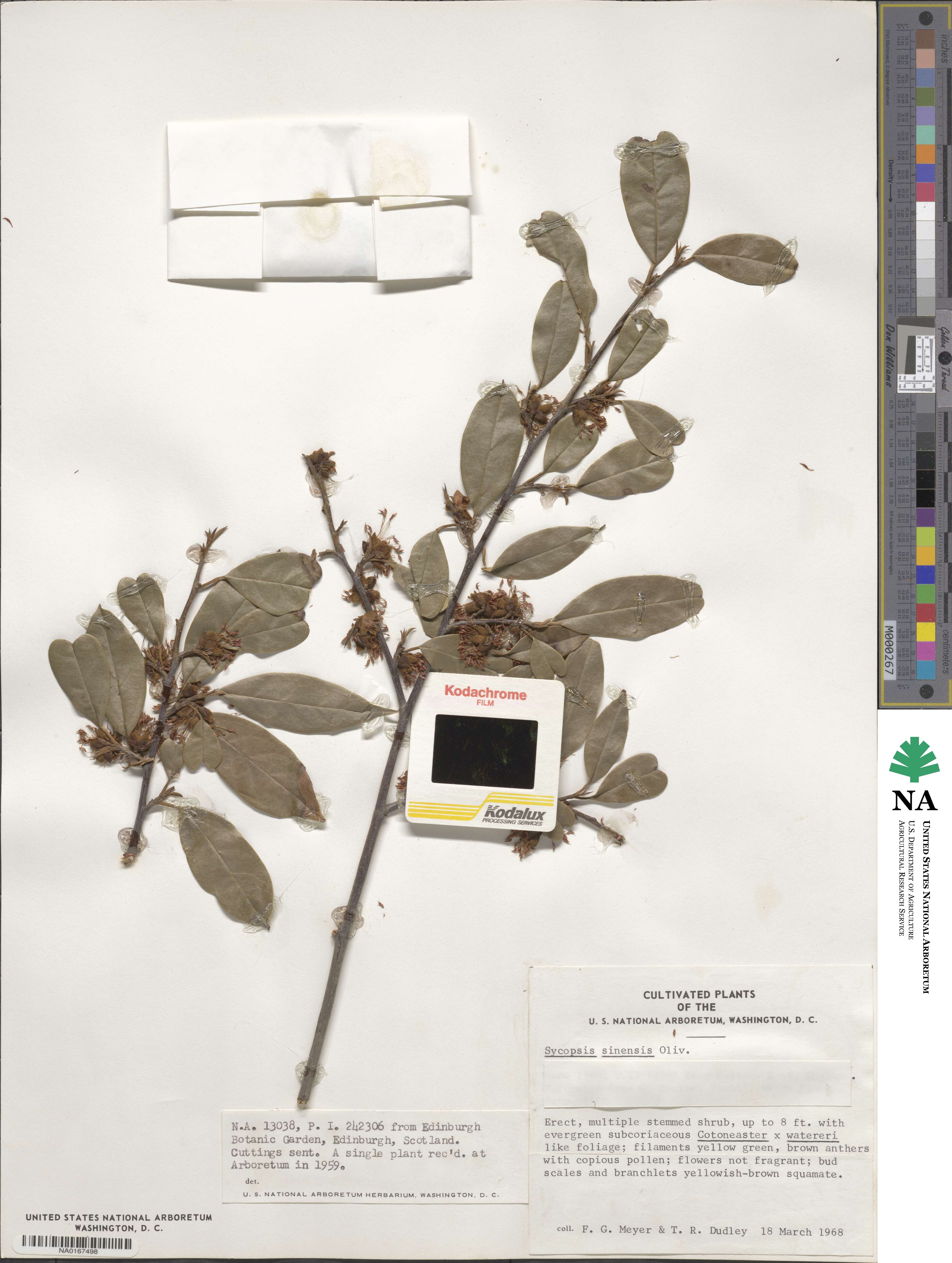Sycopsis sinensis image