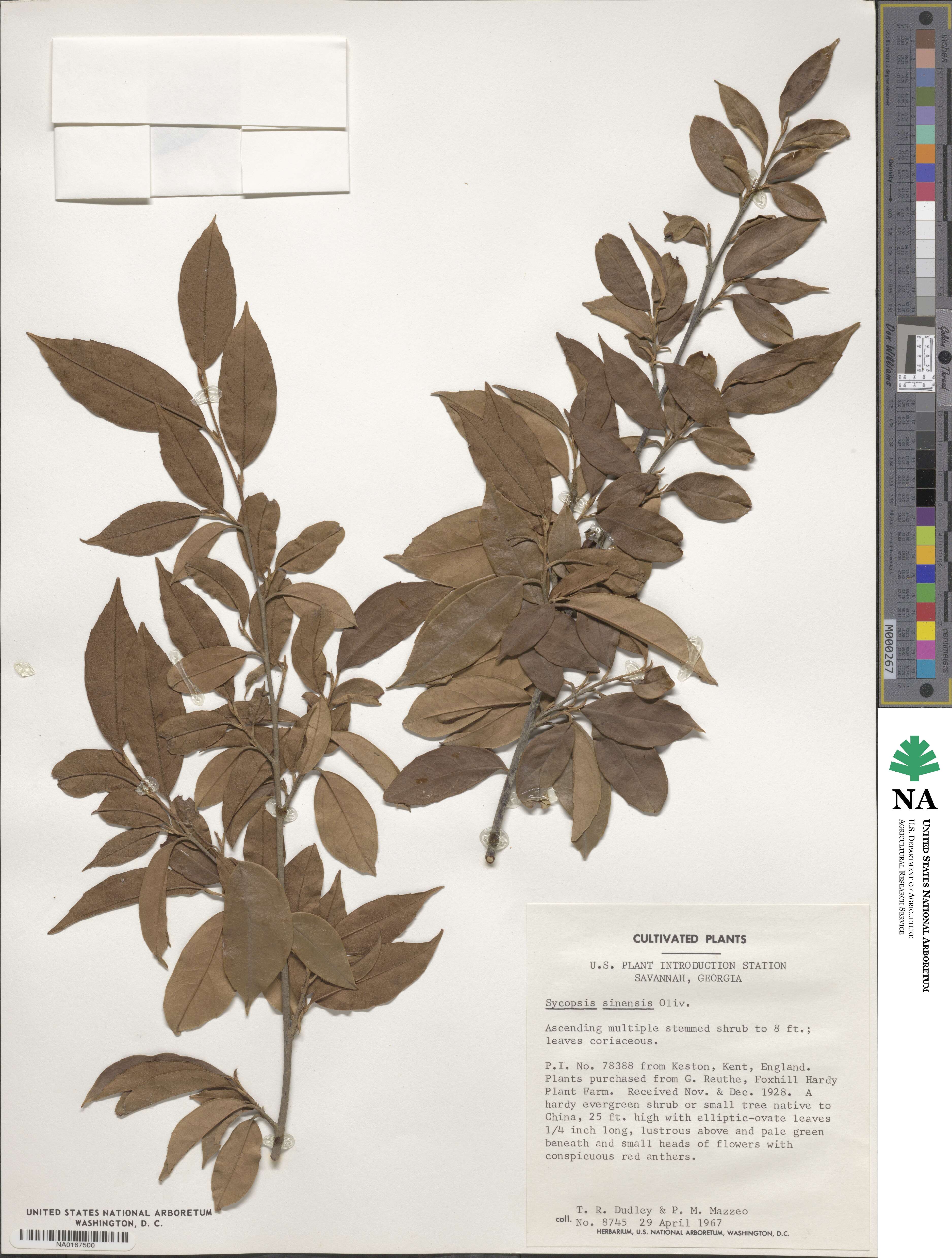 Sycopsis image