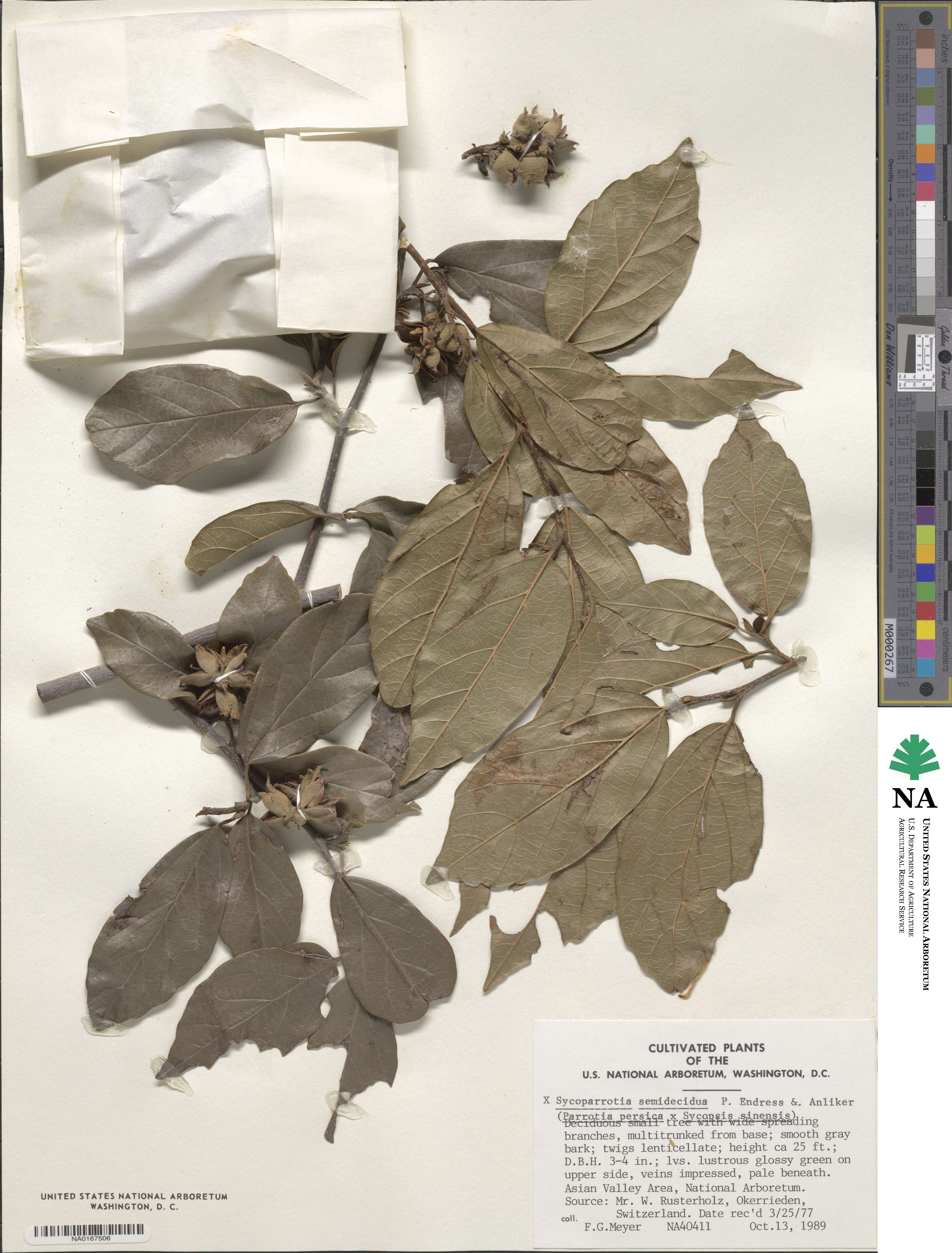 ×Sycoparrotia semidecidua image