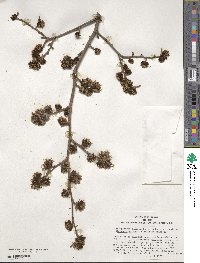 ×Sycoparrotia semidecidua image