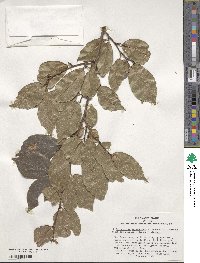 ×Sycoparrotia semidecidua image