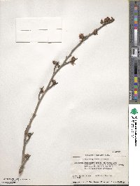 Hamamelis vernalis image