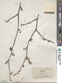 Hamamelis virginiana image