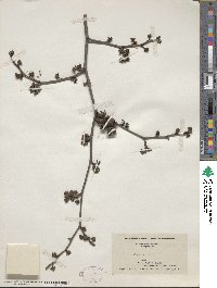 Hamamelis virginiana image