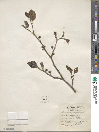 Hamamelis virginiana image