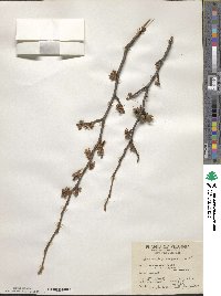 Hamamelis virginiana image