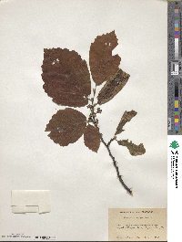 Hamamelis virginiana image