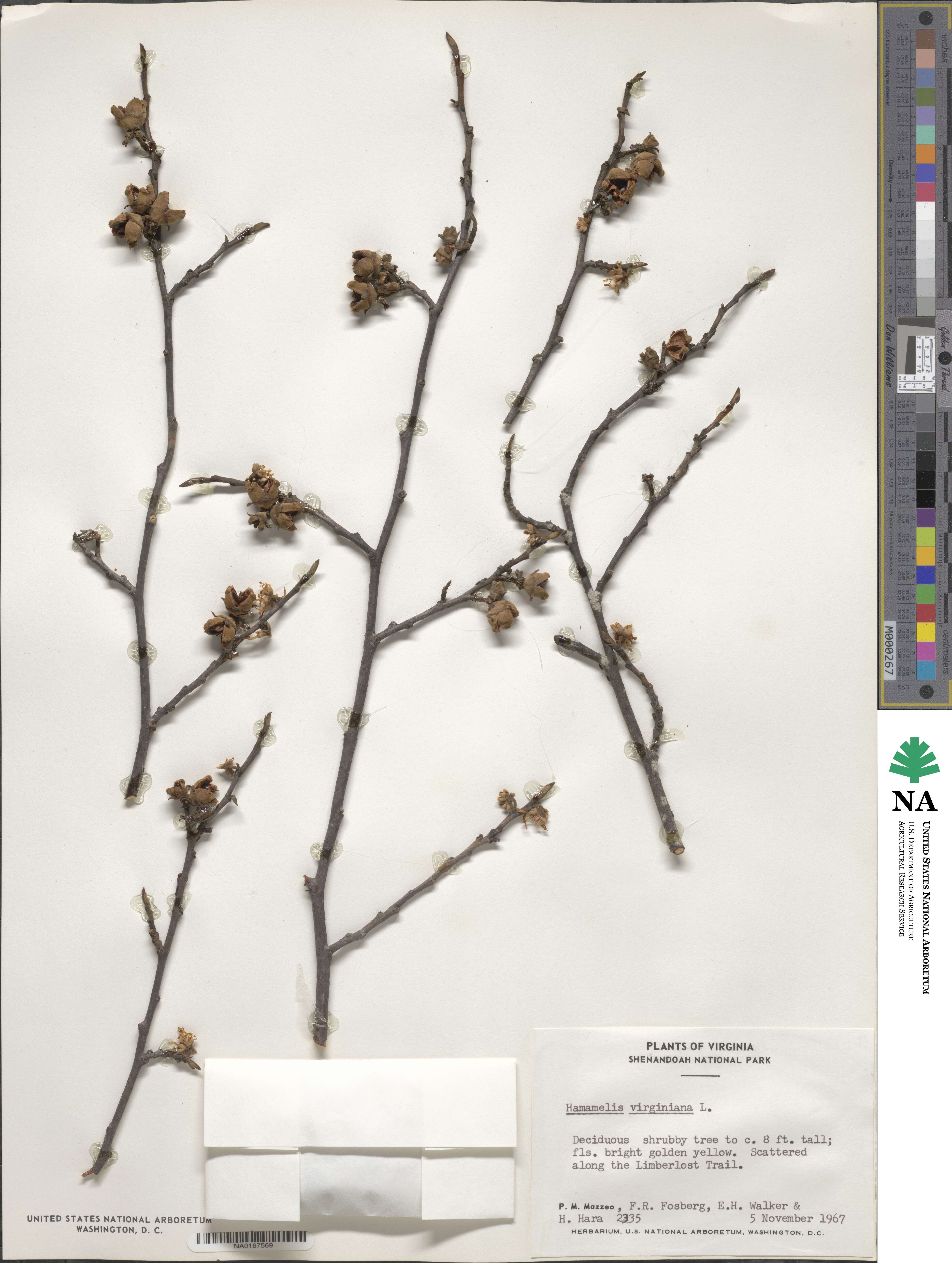 Hamamelis virginiana image