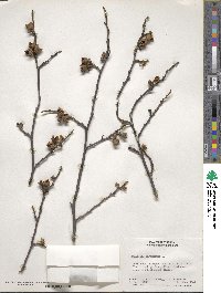 Hamamelis virginiana image