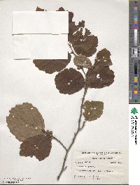 Hamamelis virginiana image