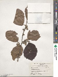 Hamamelis virginiana image