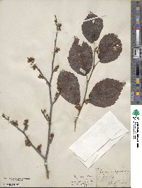 Hamamelis virginiana image