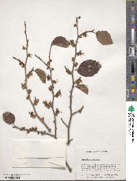 Hamamelis virginiana image