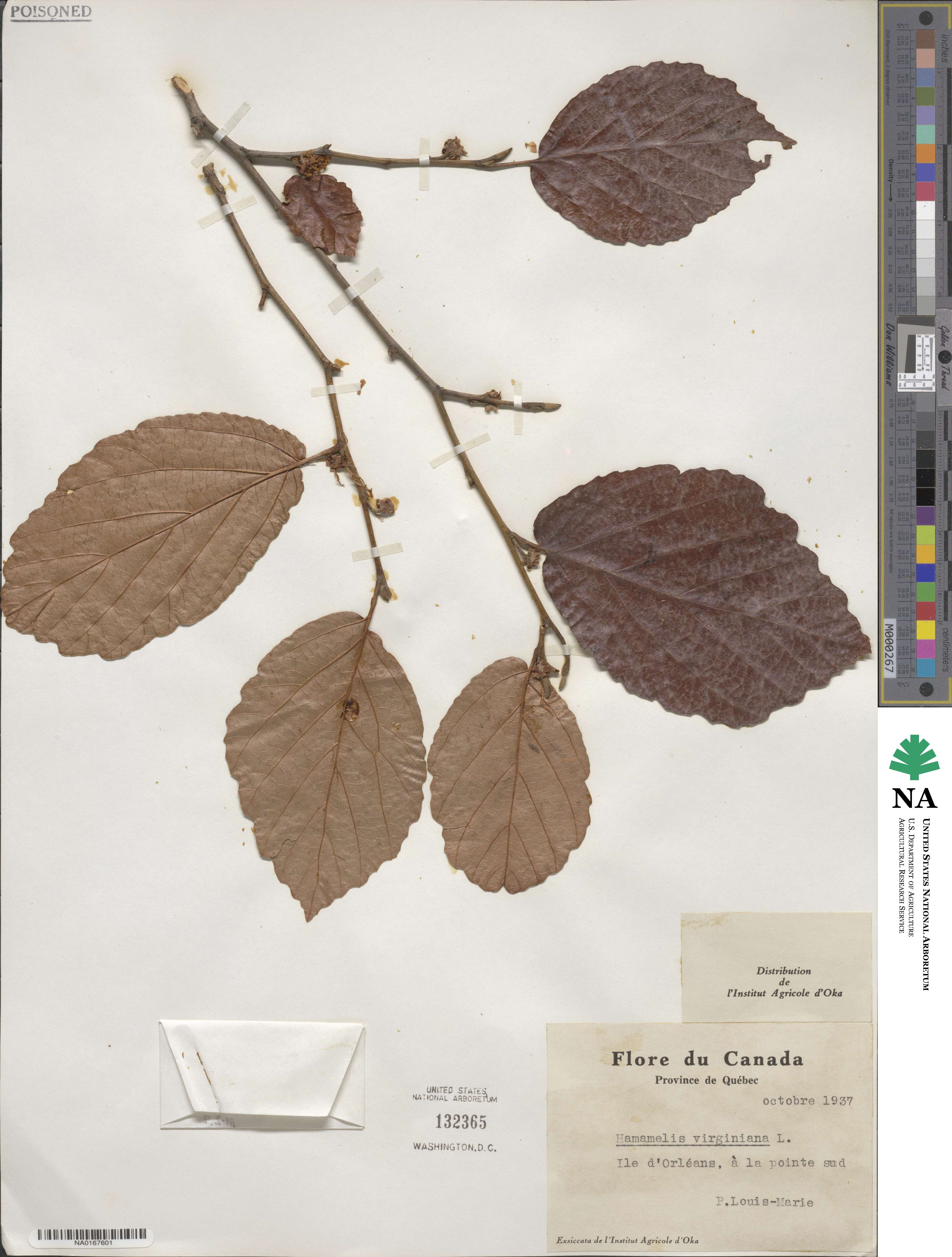 Hamamelis virginiana image