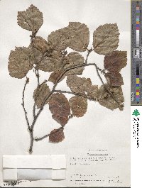 Hamamelis virginiana image