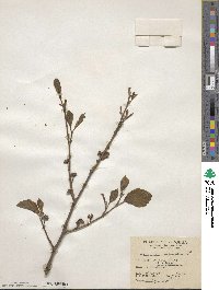 Hamamelis virginiana image