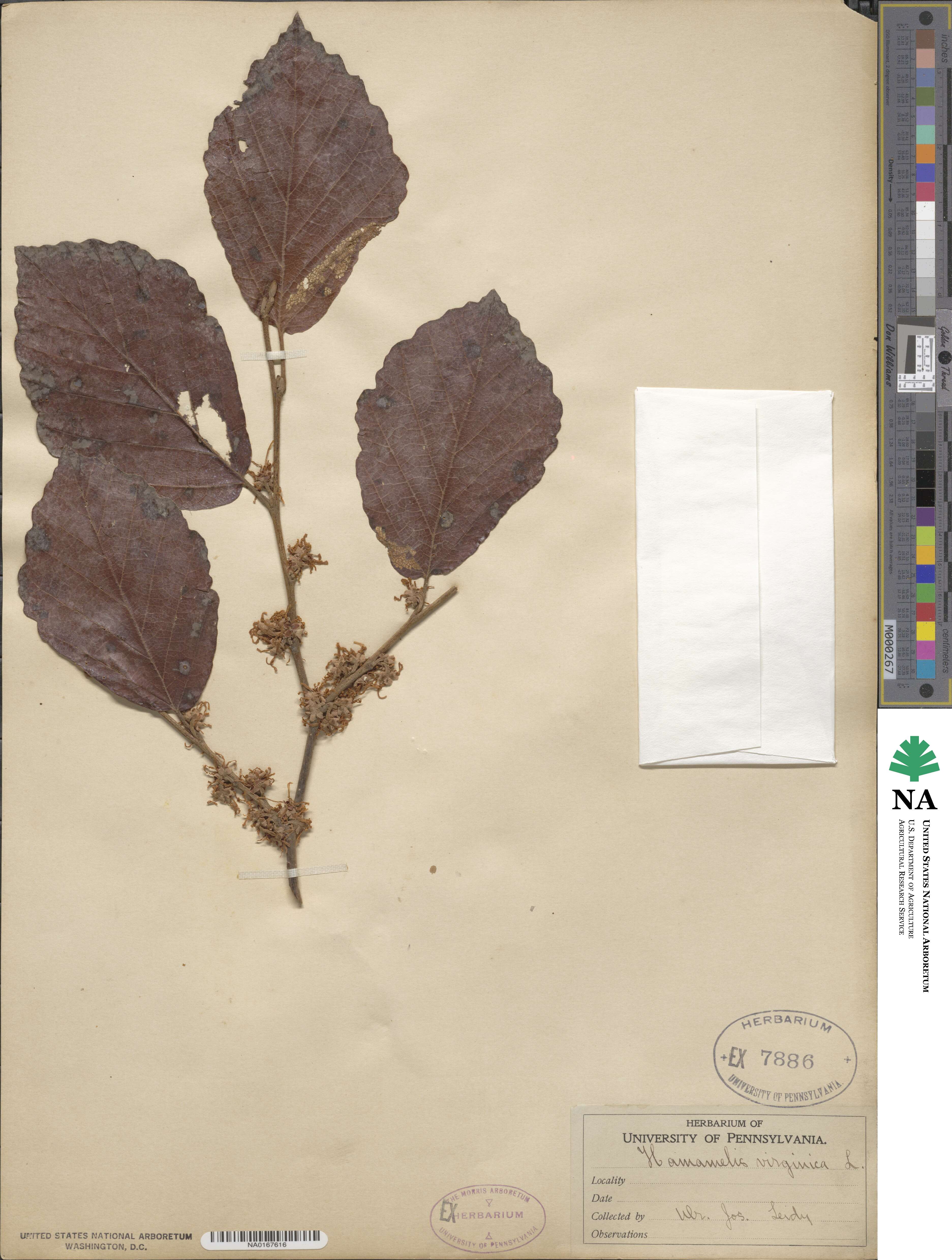 Hamamelis virginiana image