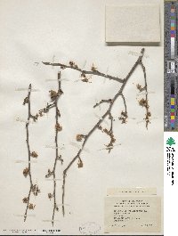 Hamamelis virginiana image