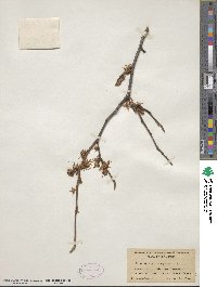 Hamamelis virginiana image