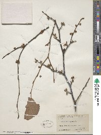 Hamamelis virginiana image