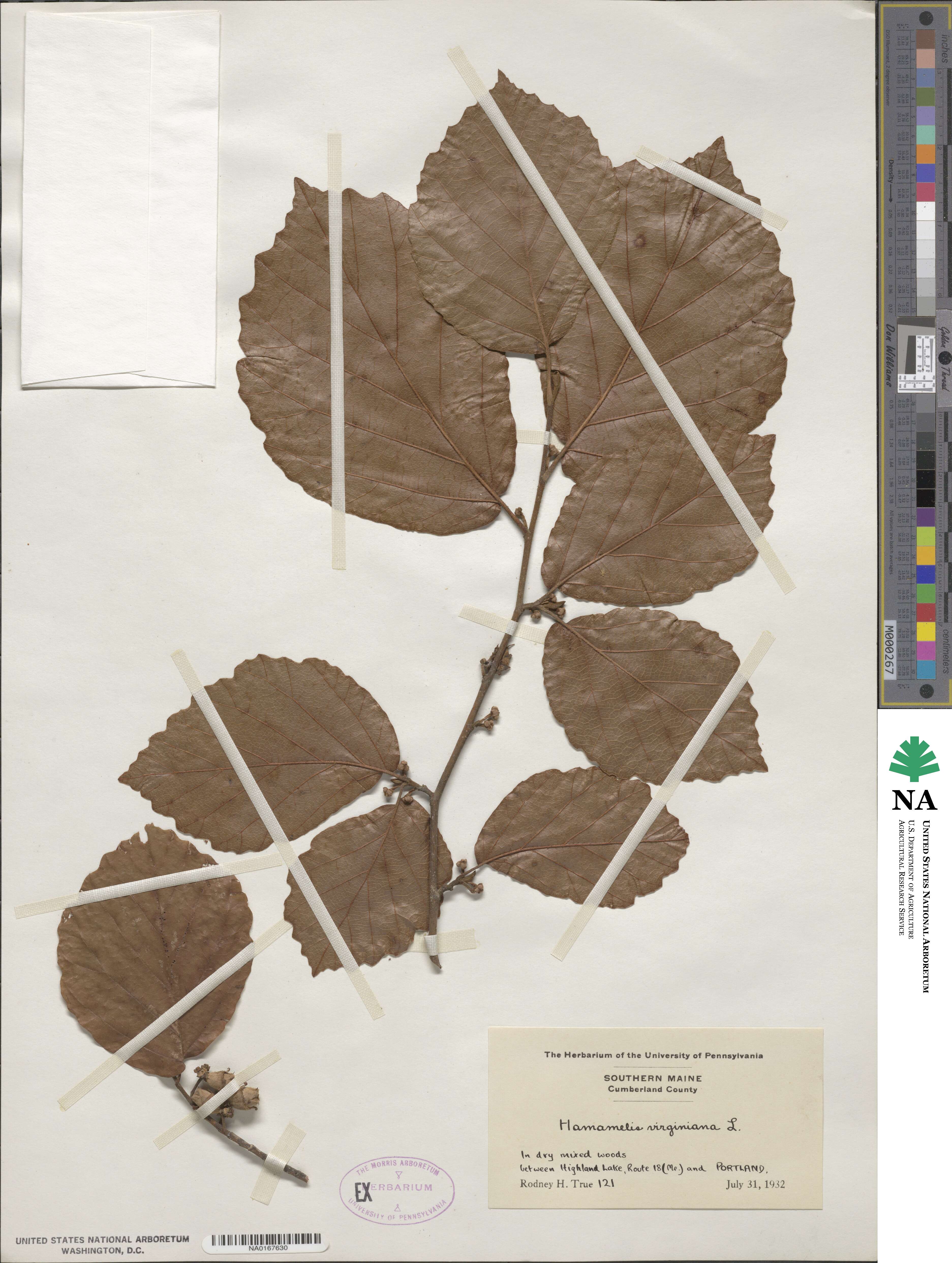 Hamamelis virginiana image