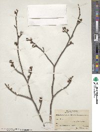 Hamamelis virginiana image